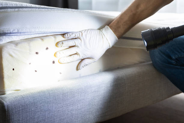Best Ant Control Services  in Prieville, NC